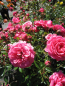 Preview: Rosa Amulett